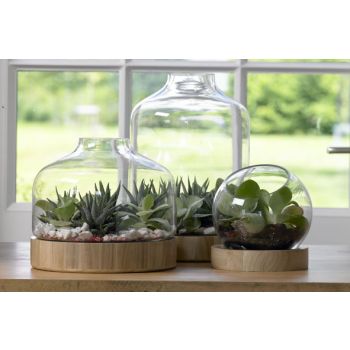 Cosy @ Home Florarium Glass W. Wooden Base 24x21.5x