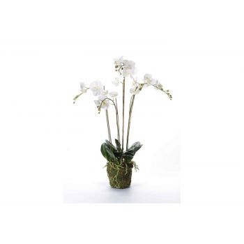 Cosy @ Home Phalaenopsis With Moss Weiss 10x10xh90cm